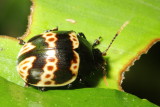 Leaf Beetle, Platyphora sp. (Chrysomelidae: Chrysomelinae)