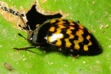 Pleasing Fungus Beetle, Iphiclus quniquefasciatus (Erotylidae)