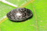Turtle Beetle, Chelonarium sp. (Chelonariidae)