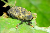 Weevil, Cratosomus sp. (Curculionidae: Conoderinae)