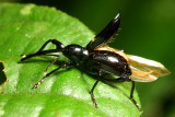 Weevil, Erodiscus sp. (Curculionidae: Otidocephalinae)