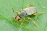 Macratia sp. (Pyrochroidae)