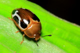 Pleasing Fungus Beetle, Iphiclus (Megaprotus) sp. (Erotylidae)