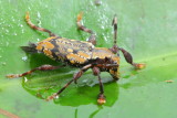 Longhorn Beetle, Irundisaua ucayalensis (Cerambycidae: Lamiinae)