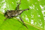 Weevil (Curculionidae)