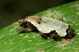Weevil, Epistrophus nr. ambitiosus (Curculionidae: Molytinae)