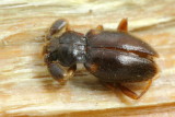 Handsome Fungus Beetle, Trochoideus sp. (Endomychidae: Trochoideinae)