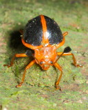 Handsome Fungus Beetle, Amphix sp. (Endomychidae)