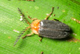 Firefly (Lampyridae: Lampyrinae)