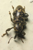 Weevil, Heilipodus unifasciatus (Curculionidae: Molytinae)