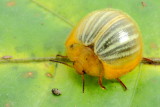 False Ladybird Beetle, Nilio sp. (Tenebrionidae: Nilioninae)