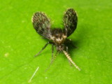 Moth Fly (Psychodidae)
