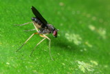 Long-legged Fly, Symbolia sp. (Dolichopodidae: Diaphorinae)