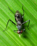 Stilt-legged Fly, Taeniaptera cf. (Micropezidae: Taeniapterinae)