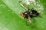 Richardiid Fly, Melanoloma sp. (Richardiidae: Richardiinae)
