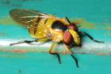 Flower Fly, Copestylum sp. (Syrphidae: Eristalinae)