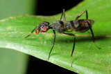 Stilt-legged Fly, Cardiacephala sp. (Micropezidae: Taeniapterinae)