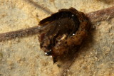 Mosquito pupa (Culicidae)