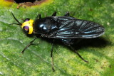 Soldier Fly, Cyphomyia sp. (Stratiomyidae: Clitellariinae)