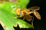 Flower Fly, Hybobathus sp. (Syrphidae: Syrphinae)