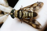 Horse Fly, Dichelacera (Dichelacera) sp. (Tabanidae: Tabaninae)