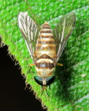 Horse Fly, Dichelacera (Dichelacera) sp. (Tabanidae: Tabaninae)