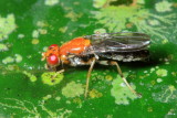 Rust Fly, Chyliza sp. (Psilidae: Chylizinae)
