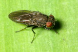 Shore Fly, Paralimna (Paralimna) sp. (Ephydridae: Hydrellinae)