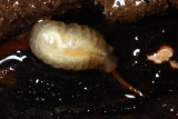 Flower Fly larva (Syrphidae: Eristalinae)