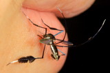 Mosquito, Sabethes (Sabethes) tarsopus (Culicidae: Culicinae)