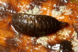 Soldier Fly larva (Stratiomyidae)