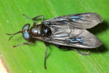 Soldier Fly, Chaetosargus cf. (Stratiomyidae)