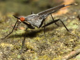 Cactus Fly, Nerius pilifer (Neriidae)