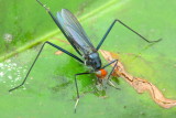 Stilt-legged Fly, Scipopus sp. (Micropezidae: Taeniapterinae)