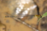 Threadtail, Protoneura woytkowskii (Protoneuridae)