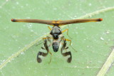 Stalk-eyed Fly, Plagiocephalus latifrons (Ulidiidae: Ulidiinae)