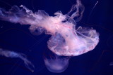 Purple-striped Jelly (Chrysaora colorata)