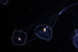 Elegant Jelly (Tima formosa)