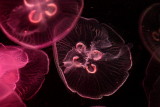 Moon Jelly (Aurelia aurita)