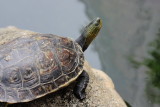 Chinese Stripe-necked Turtle (Ocadia sinensis)