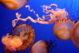 Pacific Sea Nettle (Chrysaora fuscescens)