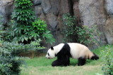 Giant Panda (Ailuropoda melanoleuca)