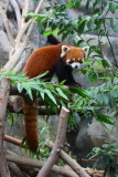 Red Panda (Ailurus fulgens)