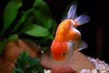 Red and White Ranchu