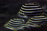 Stripey (Microcanthus strigatus)