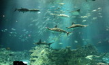 Grand Aquarium
