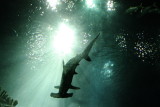 Scalloped Hammerhead (Sphyrna lewini)