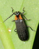 Net-winged Beetle, Plateros cf. (Lycidae)