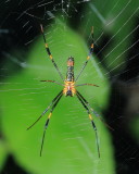 Golden Silk Orb-weaver, Nephila sp. (Nephilidae)