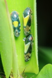 Leafhoppers (Cicadellidae)